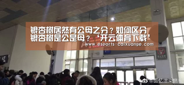 银杏树居然有公母之分?如何区分银杏树是公是母?‘开云体育下载’(图3) 开云移动端